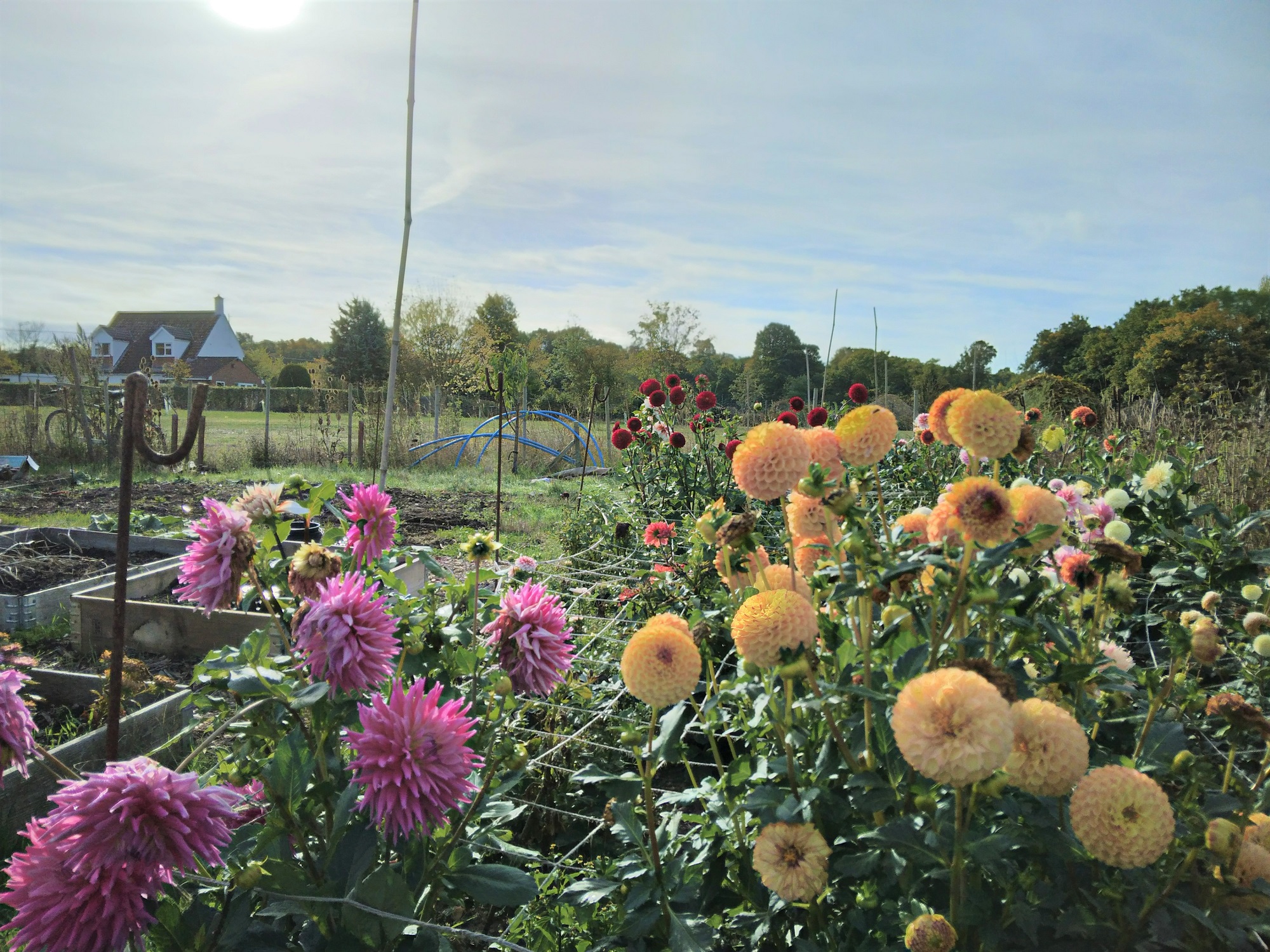 Bramford Community Orchard