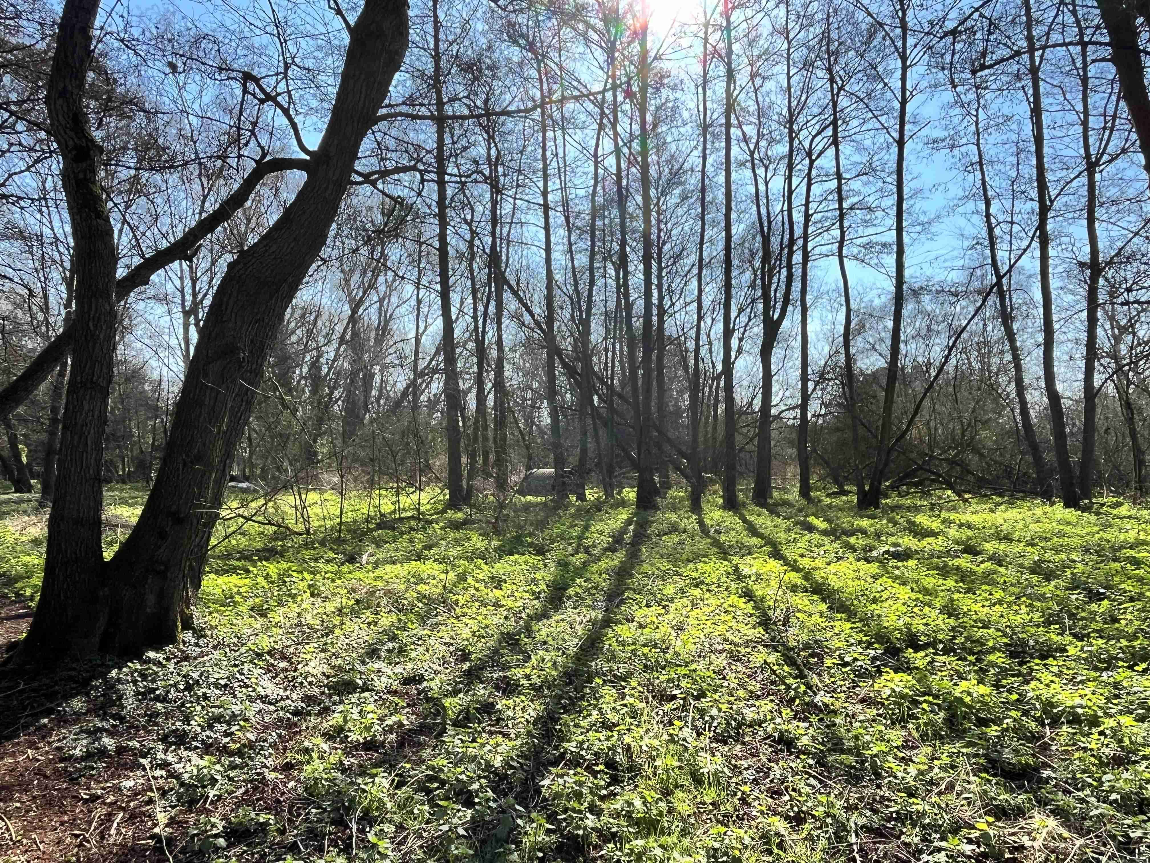 The land at Palgrave purchased by Mid Suffolk District Council