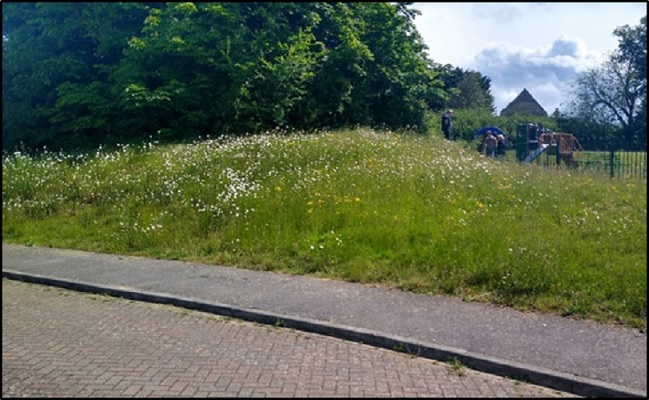 Grass area left entirely uncut